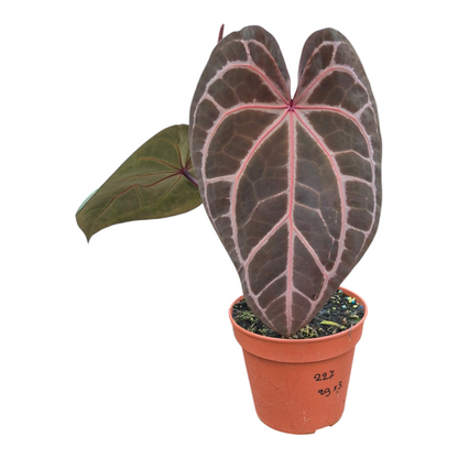 Live Sale Plant 227 DocBlock Anthurium Brown Derby® '29' X Zara® '3'