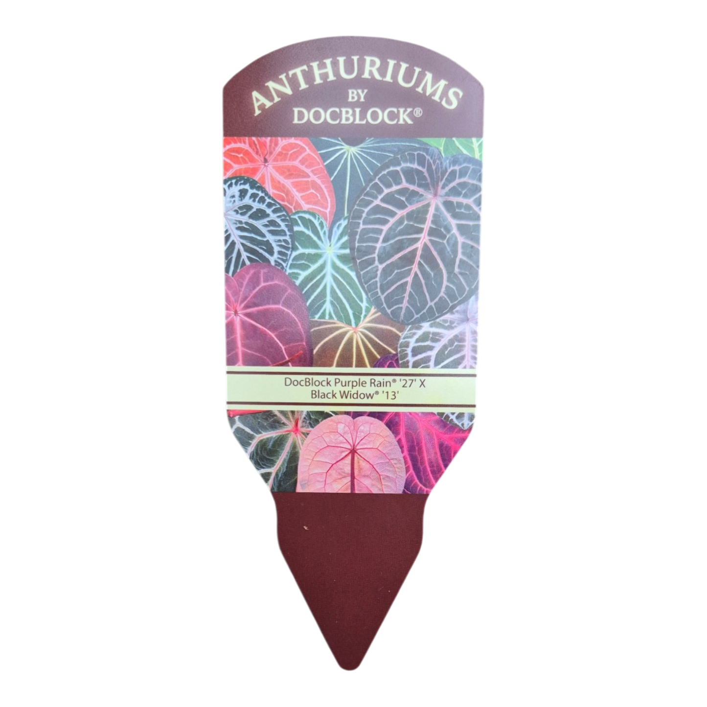 DocBlock Anthurium Purple Rain® '27' × Black Widow® '13'