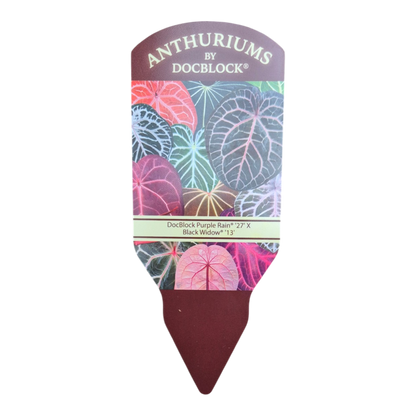 DocBlock Anthurium Purple Rain® '27' × Black Widow® '13'