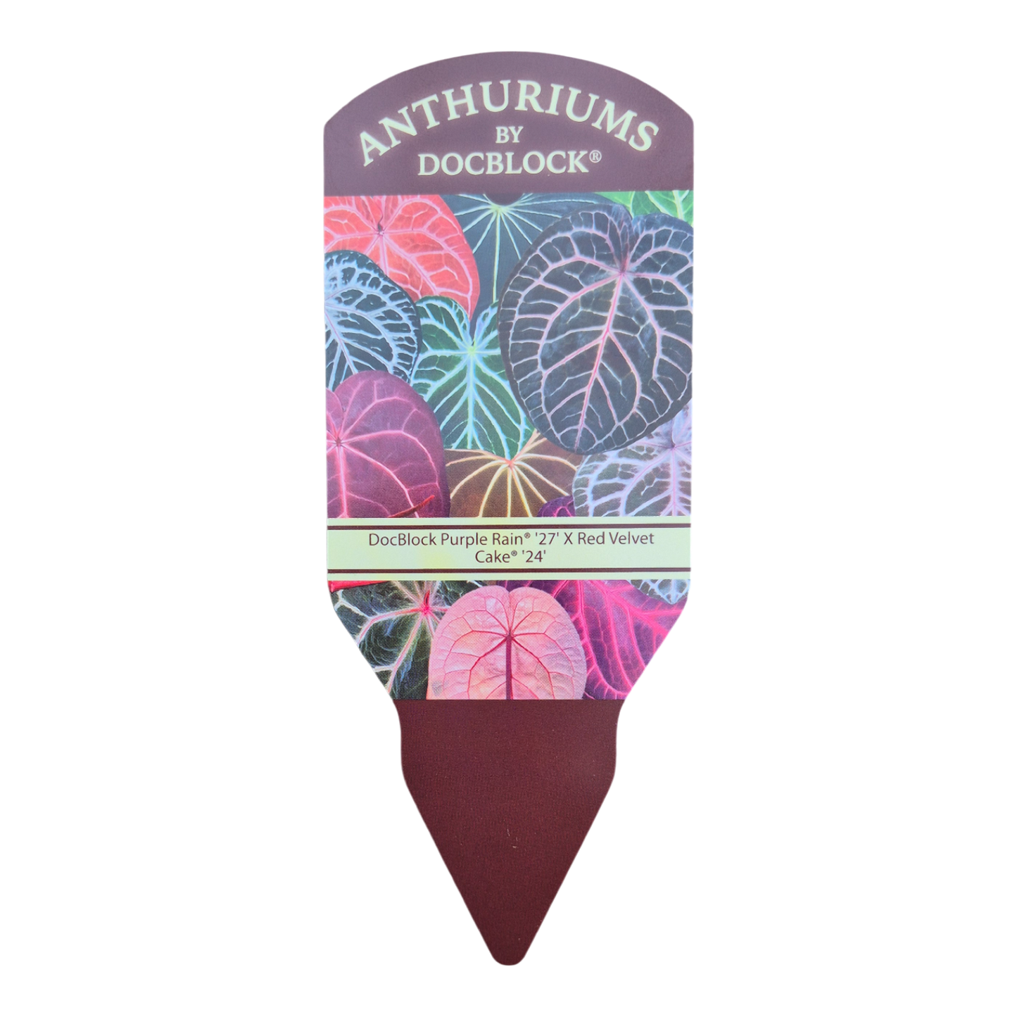 DocBlock Anthurium Purple Rain® '27' X Red Velvet Cake® '24'