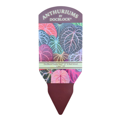 DocBlock Anthurium Purple Rain® '27' X Red Velvet Cake® '24'
