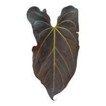 Live Sale Plant 228 DocBlock Anthurium Dark & Handsome® '9' X Black Widow® '13'