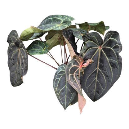 Live Sale Plant 328 DocBlock Anthurium Black Widow® '13' X Red Velvet Cake® '24' XL