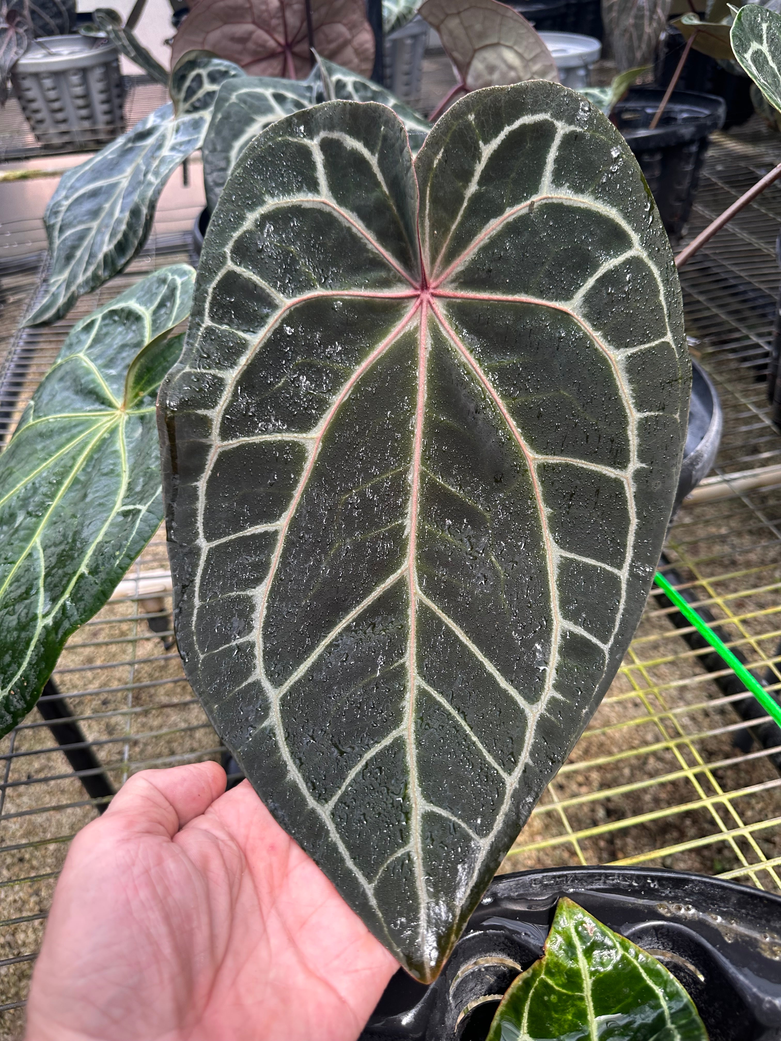 DocBlock Anthurium Zara® '29' X Purple Rain® '27' – Casa Botanica