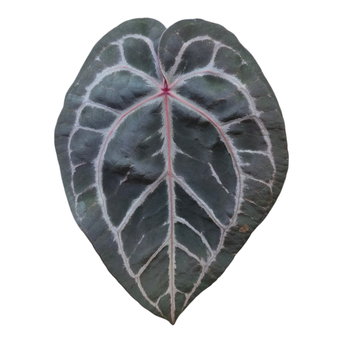 Live Sale Plant 229 DocBlock Anthurium Minerva® '20' X Michelle® '10'