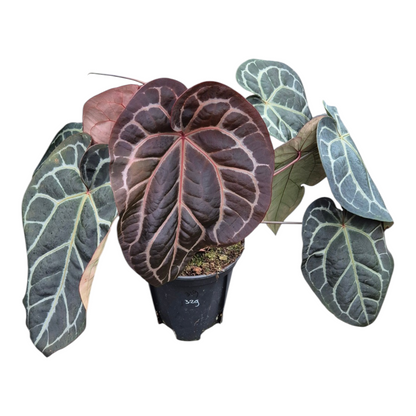 Live Sale Plant 329 DocBlock Anthurium Zara® '14' X Red Crystal® '12' XL