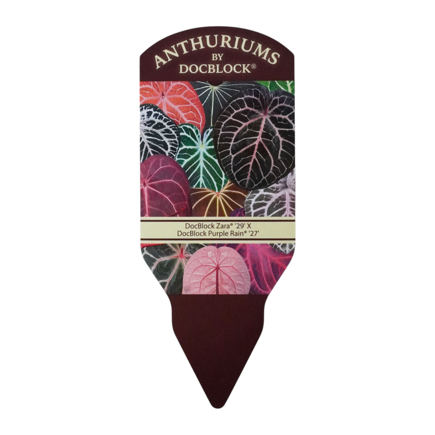 DocBlock Anthurium Zara® '29' × Purple Rain® '27'