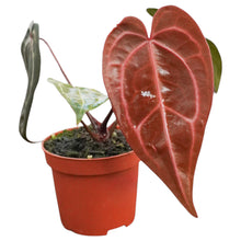 DocBlock Anthurium Zara® '29' X Purple Rain® '27'