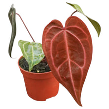 DocBlock Anthurium Zara® '29' X Purple Rain® '27'