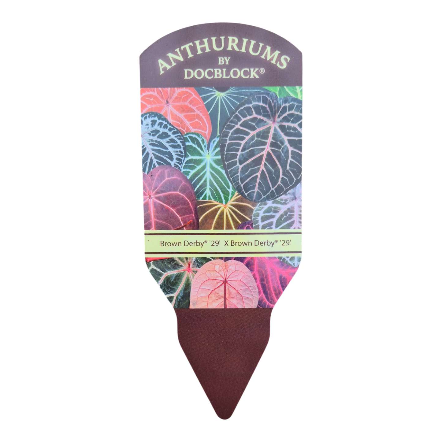 DocBlock Anthurium Zara® '29' X Zara® '29'