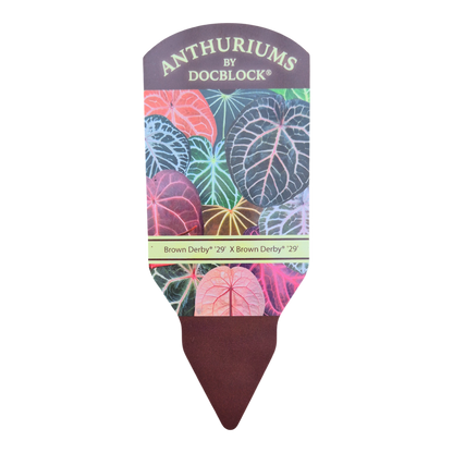DocBlock Anthurium Zara® '29' X Zara® '29'