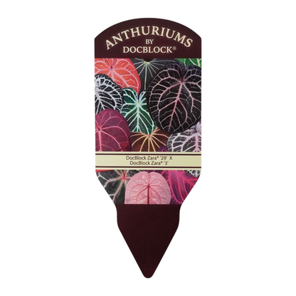 DocBlock Anthurium Zara® '29' X Zara® '3'