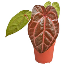 DocBlock Anthurium Zara® '29' X Zara® '3'