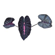 Colocasia Hybrid Black Panther