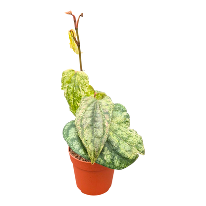 Piper Sylvaticum Variegata
