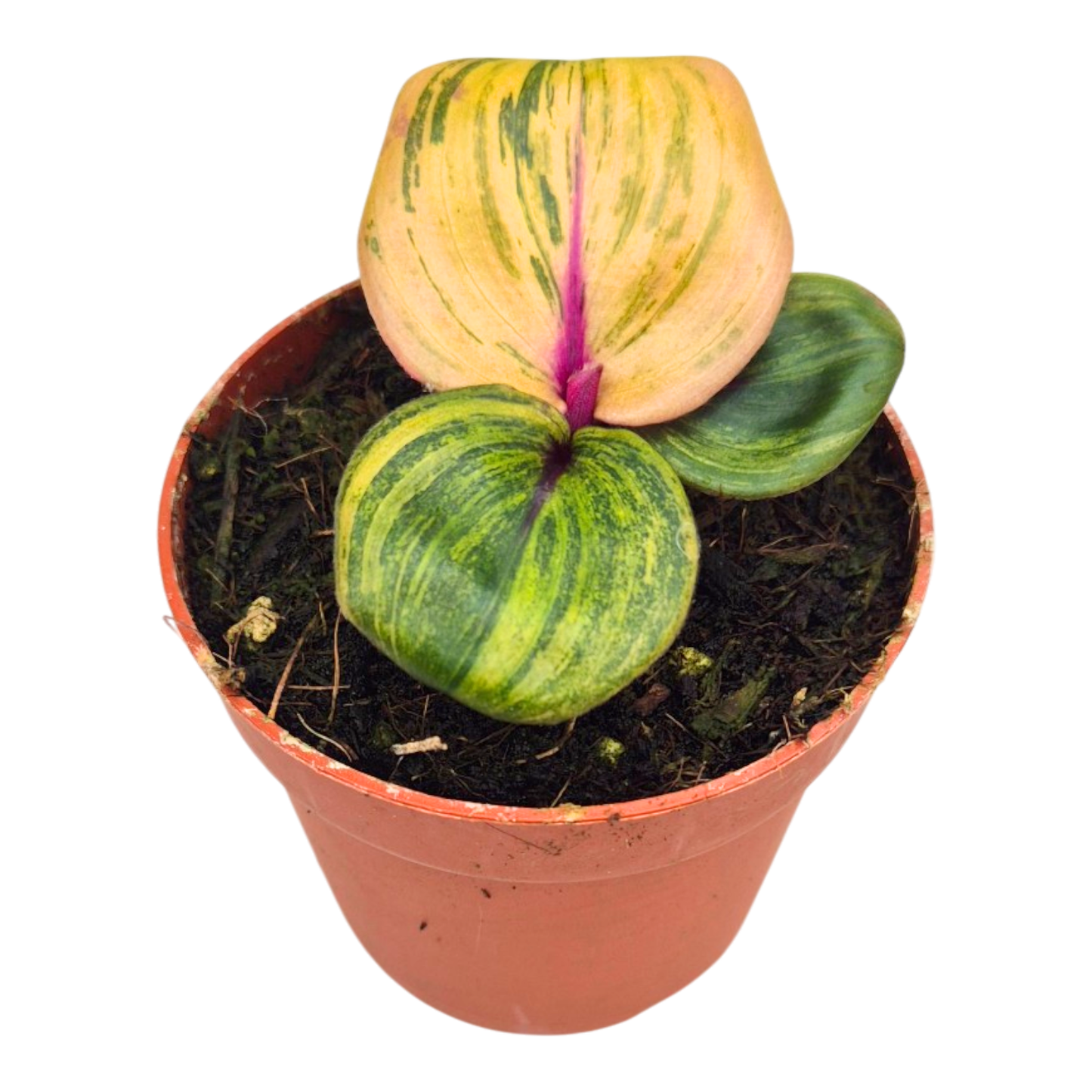 絨毛金盞花「Aura Flame」