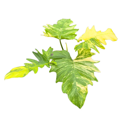 Philodendron Florida Beauty x Mayoi