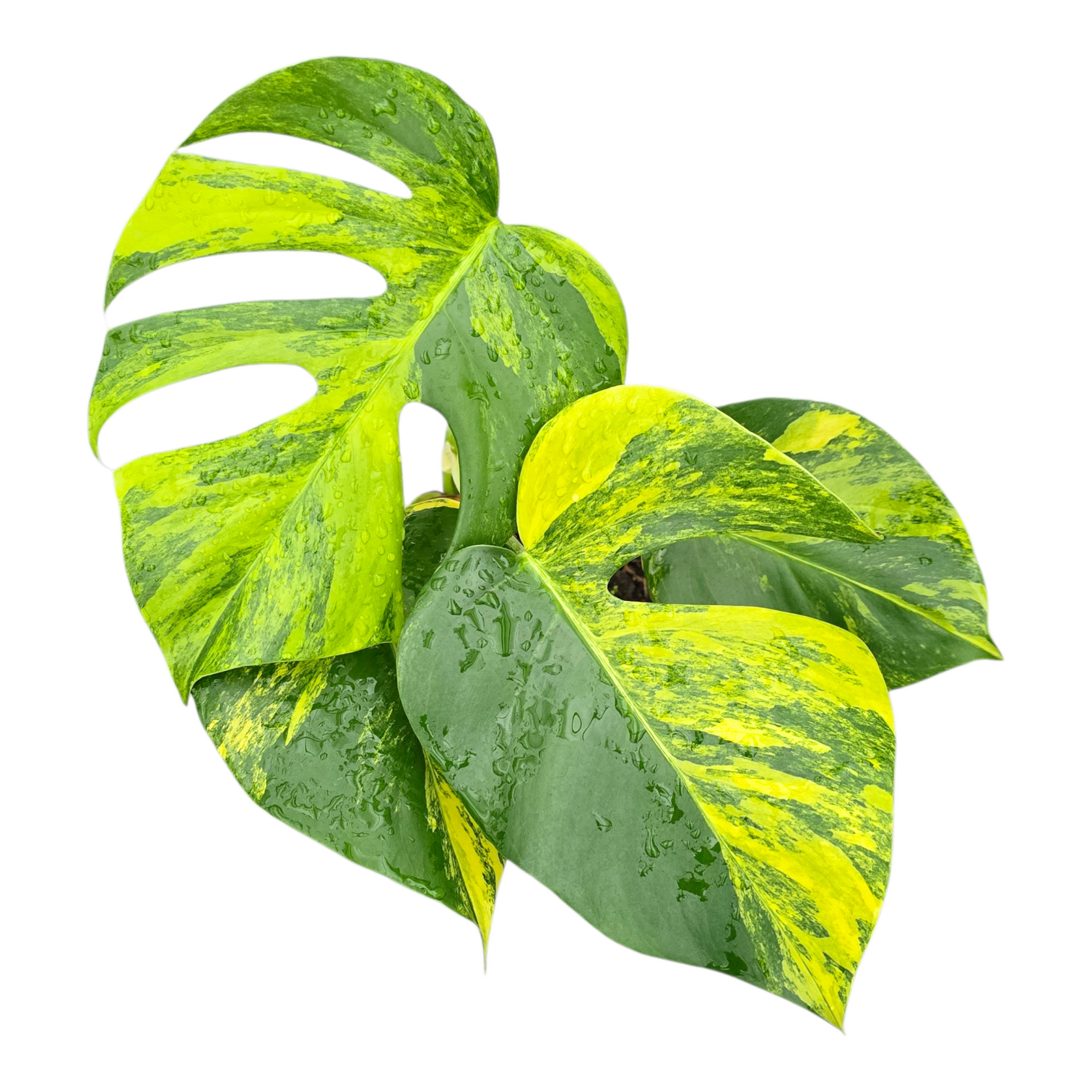 aurea variegated monstera Monstera Deliciosa Aurea Variegata – Casa Botanica