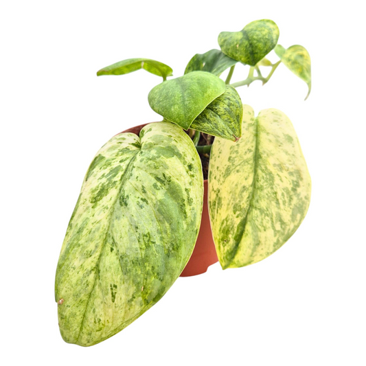 Scindapsus Peasun Variegata