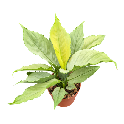 Spathiphyllum Grey