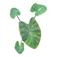 Colocasia Hybrid Lime Oasis