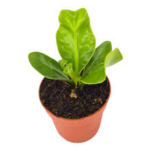 Asplenium Nidus Cobra