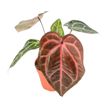 DocBlock Anthurium Home, Sweet Home® '32' X Tortoise Shell Grey® '34'