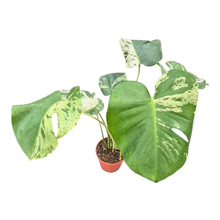 Monstera Bulbasaur Moins Variegata