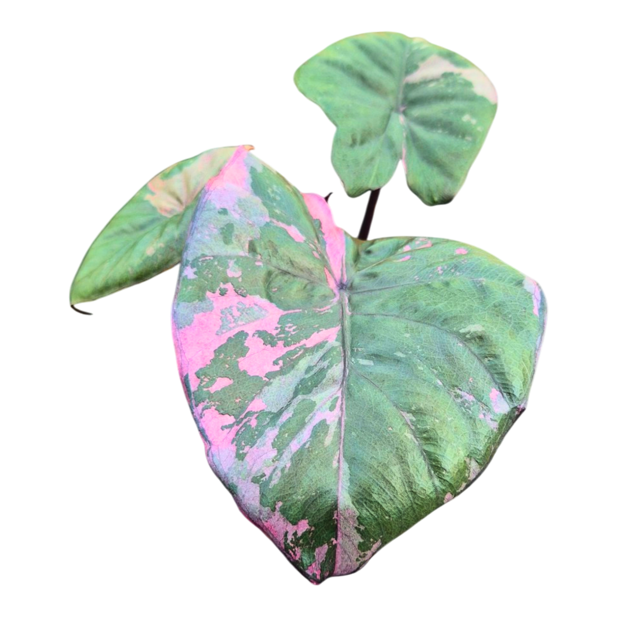 Selected Alocasia Serendipity Variegata
