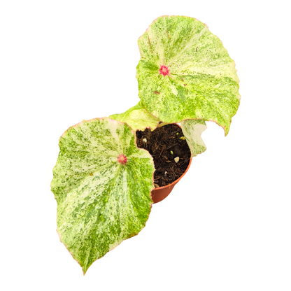 Begonia Rouge Variegata