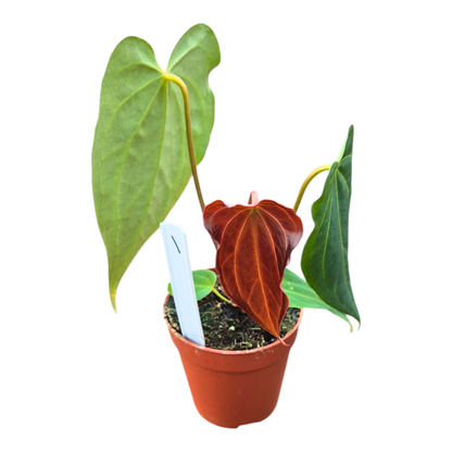 Selected DocBlock Anthurium Black Widow® '43' X Black Widow® '43'
