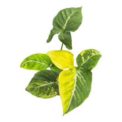 Syngonium « Œufs brouillés »