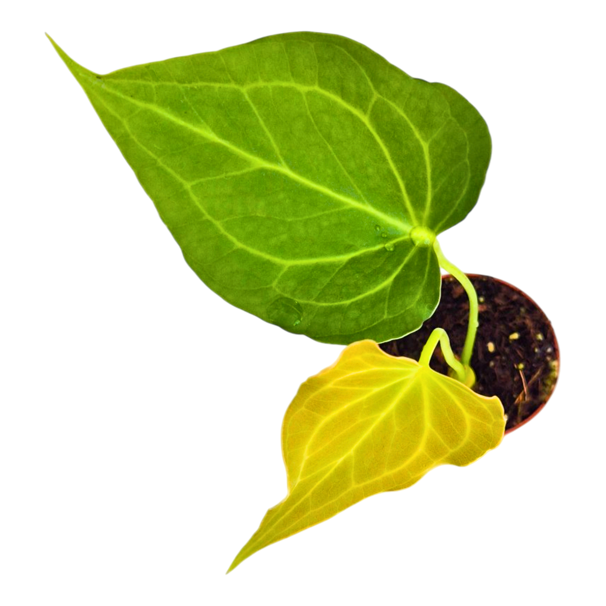 Anthurium Delta Force