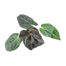 DocBlock Anthurium Dark & Handsome® '9' X Black Widow® '13'