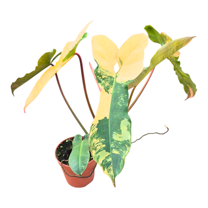 Selected Philodendron Florida Beauty X Billietiae Variegata
