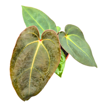 Anthurium (9 x 24) x (Carlablackii x Papillinimum Grimreaper)