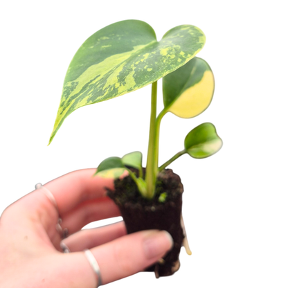 Monstera Deliciosa Aurea Variegata