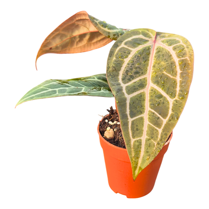 DocBlock Anthurium Red Velvet Cake® '24' X Home Sweet Home® '32'