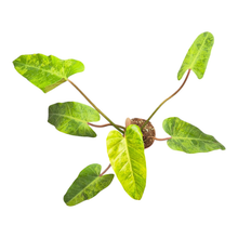 Filodendron Whipple Way Marble