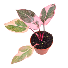 Philodendron Pink Princess Mutation