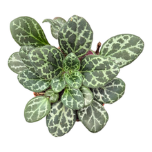 Primulina Yungfuensis