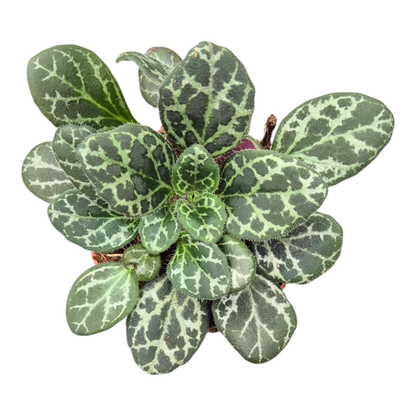 Primulina Yungfuensis