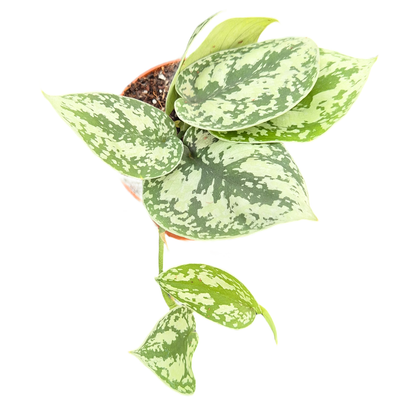 Scindapsus Shimmering Silver