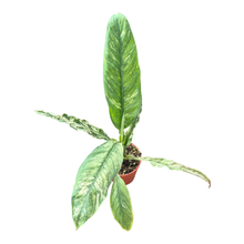 Spatiphyllum Sensation Variegata
