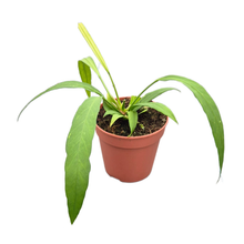 Anthurium Vittarifolium