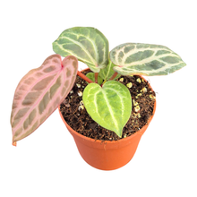 DocBlock Anthurium Tortoise Shell® Brown '34' X Tortoise Shell® Brown '34'