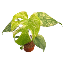 Monstera Mint Variegata