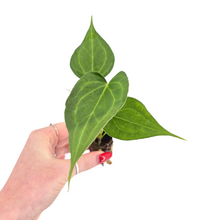 Anthurium Delta Force