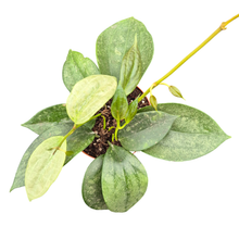 Hoya Macrophylla Silver Splash