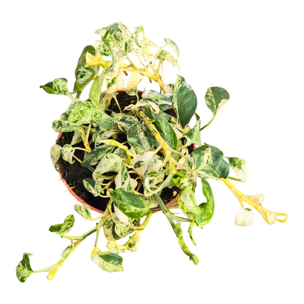 Epipremnum Pinnatum Marble Queen